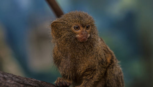 Close-up of monkey on branch