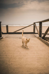 Dog standing in the sea