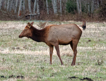 Side view of horse standing on grass