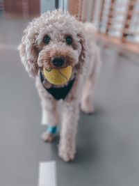 Close-up of dog