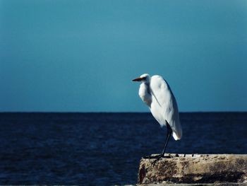 Close-up of bird perching on sea against clear sky