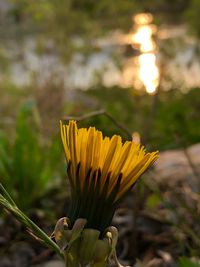 Close-up of yellow flower on field