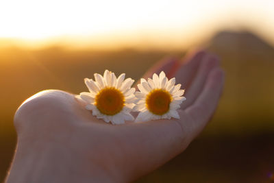 Close-up of woman holding daisy flowers