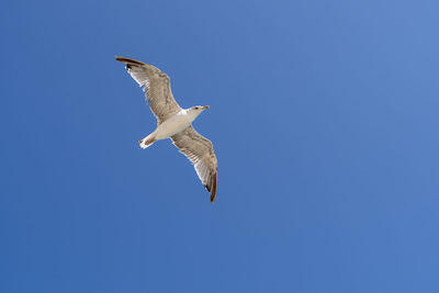 Low angle view of seagull flying in sky