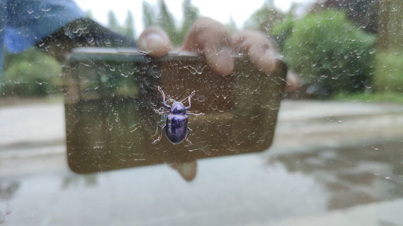 HIGH ANGLE VIEW OF CRAB IN GLASS WINDOW