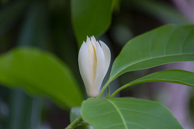 Close-up of flowering plant