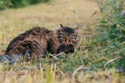 Cat in a field