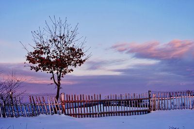 Snow covered tree against sky during sunset