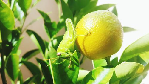 Close-up of lemon growing on plant