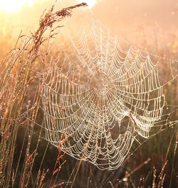 Close-up of spider web