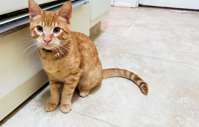 High angle view of cat sitting on tiled floor