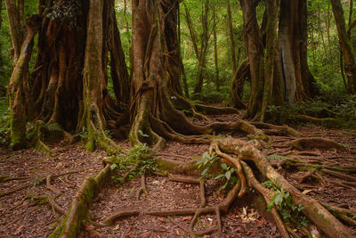 Big giant tree at bali botanical garden. spooky old giant tree background. big roots