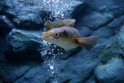 Close-up of fish swimming in sea