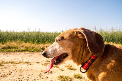 Side view of dog sticking out tongue on land