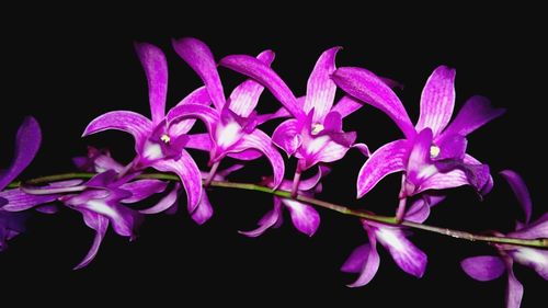 Close-up of pink flowers against black background