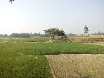 Scenic view of field against clear sky