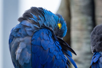 Close-up of blue peacock