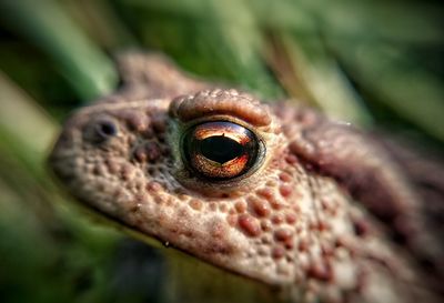 Close-up of lizard