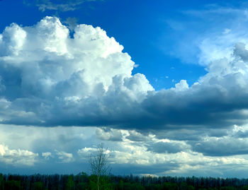 Low angle view of trees against blue sky