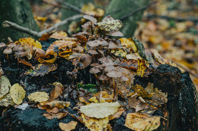 Brown mushrooms on stump. autumn photo with mushrooms on wet stump close up. yellow fallen