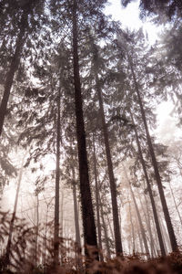 Low angle view of sunlight streaming through trees in forest