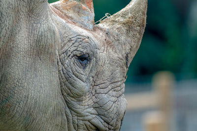 Close up of a rhino head