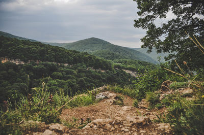 Mountain view, stones, rocks, plants