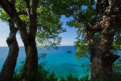 Trees by sea against sky