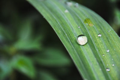 Close-up of raindrops on leaf