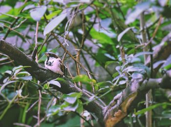 View of a bird on branch