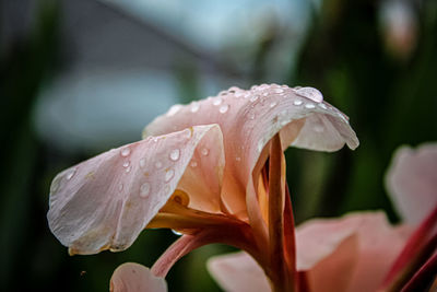 Close-up of raindrops on white lily