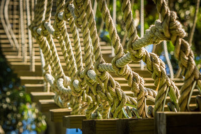 Low angle view of rope tied up on plant