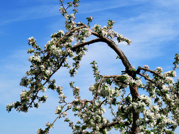 Low angle view of cherry blossoms in spring