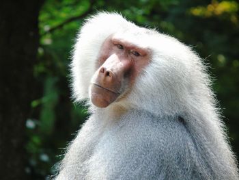 Close-up of monkey