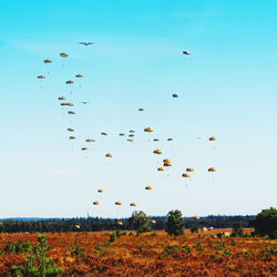 Flock of birds flying in sky