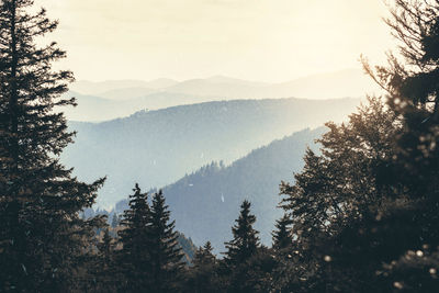 Trees in forest against sky