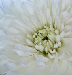 Close-up of white flower