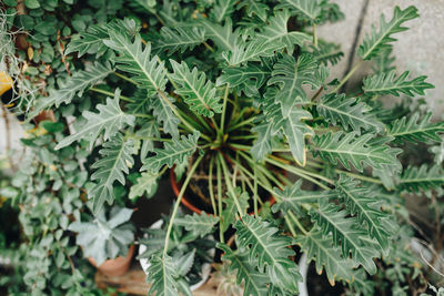 Potted plants growing in yard