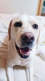 Close-up portrait of dog at home