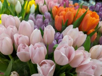 Close-up of pink tulips