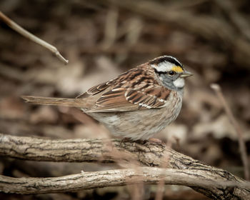 Close-up of bird perching on branch