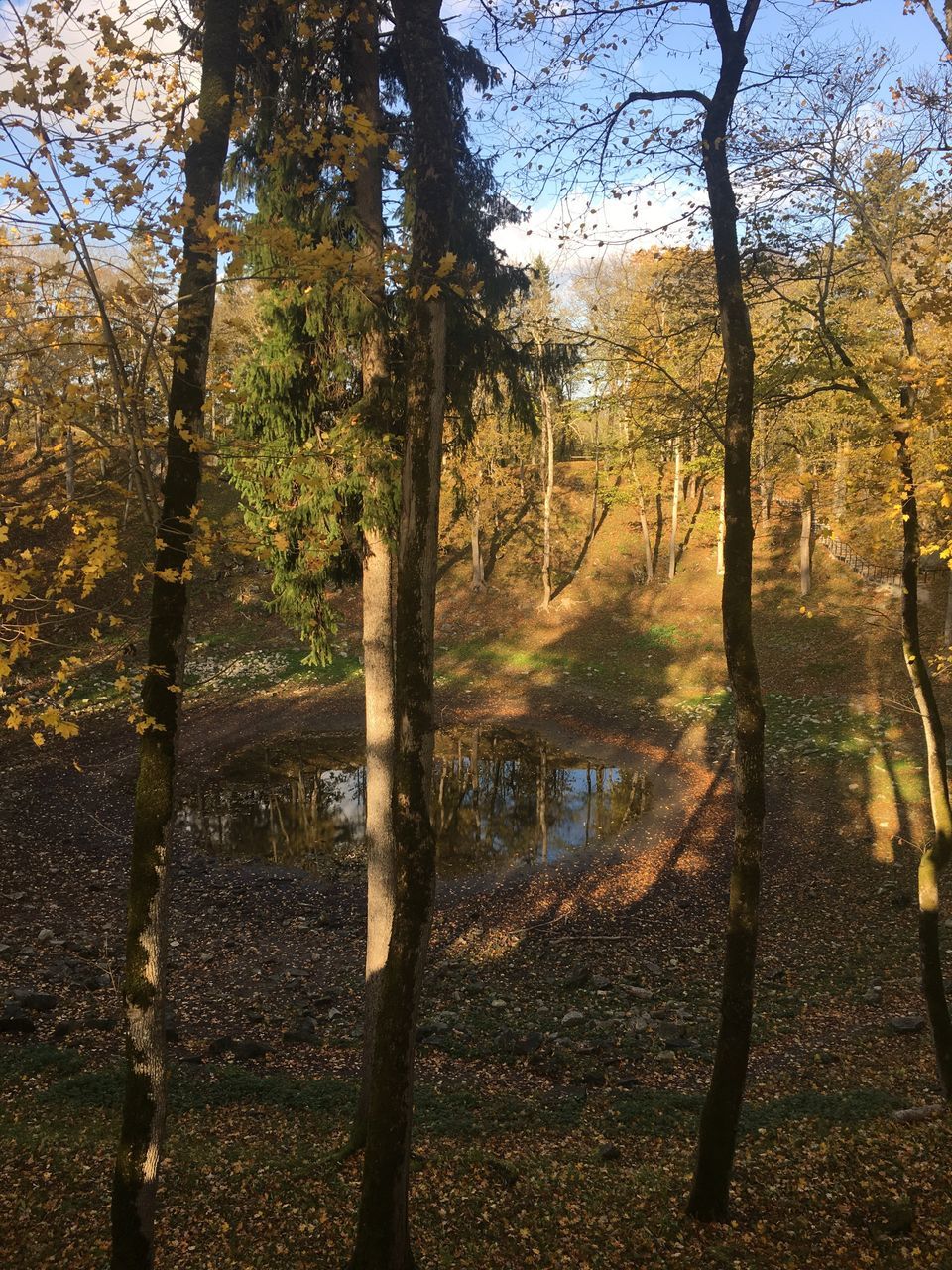 tree, growth, nature, outdoors, sky, day, no people, beauty in nature, scenics