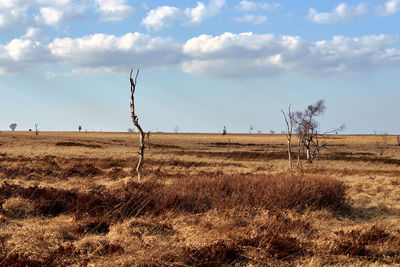 Bare tree on field against sky