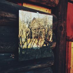 Close-up of tree stump
