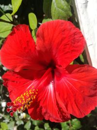 Close-up of red flowering plant