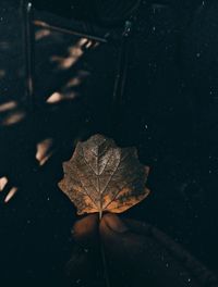 High angle view of dry maple leaf