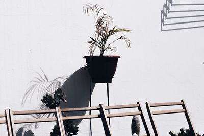 Low angle view of potted plant on table against wall