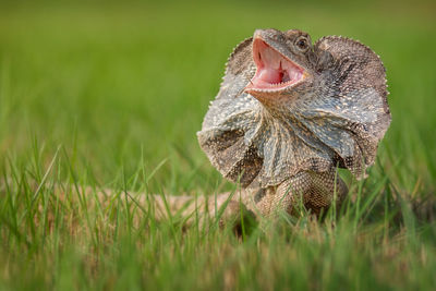 Close-up of a reptile on a field