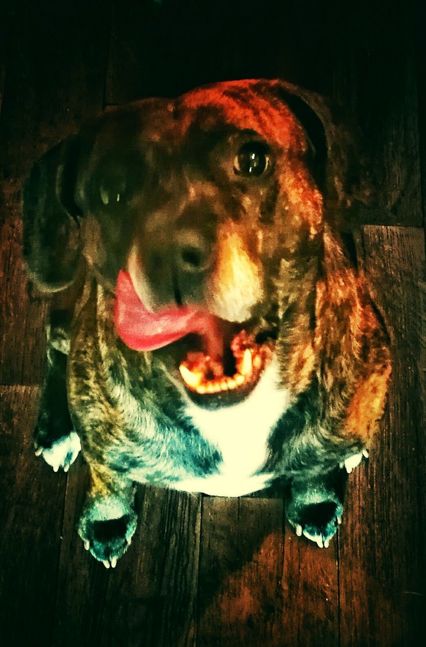 CLOSE-UP PORTRAIT OF DOG STICKING OUT TONGUE IN MOUTH