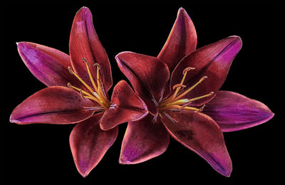 Close-up of pink lily blooming against black background